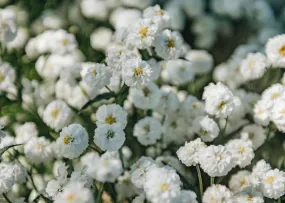 Achillea Peter Cottontail