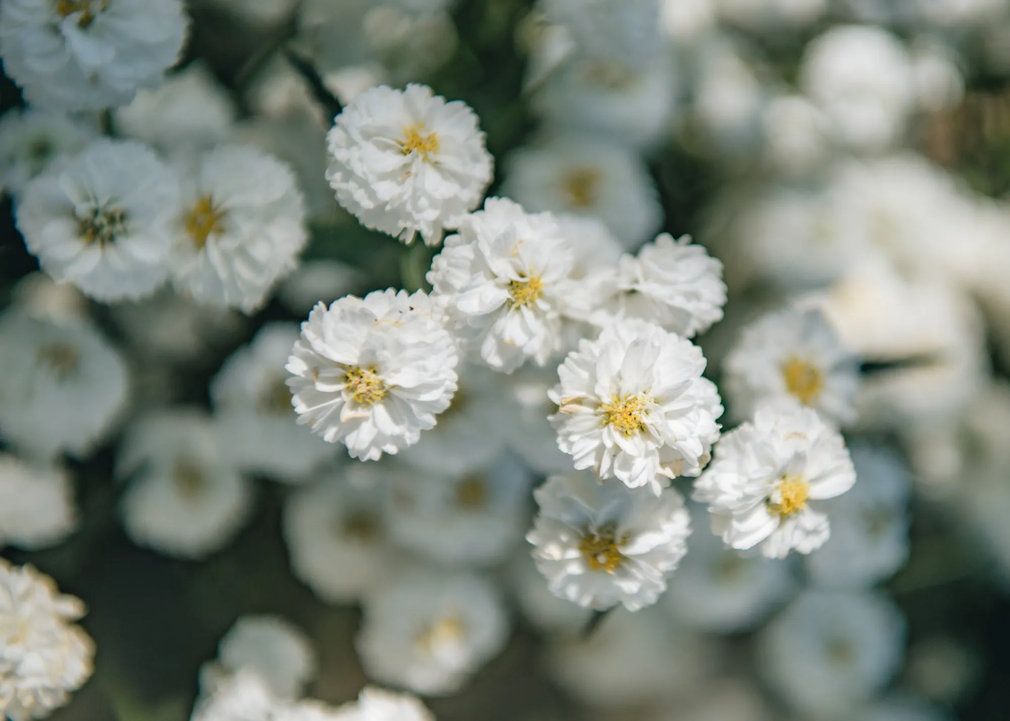 Achillea Peter Cottontail