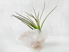 Crystal Quartz Air Plant Garden - Home Garden Crystal Terrarium