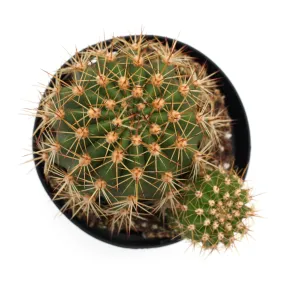 Echinopsis huascha 'Red Torch Cactus'