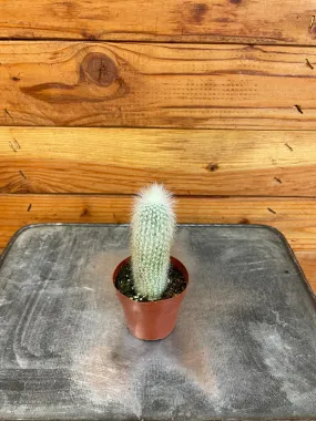 Espostoa Guentheri Cactus, 2" Plant