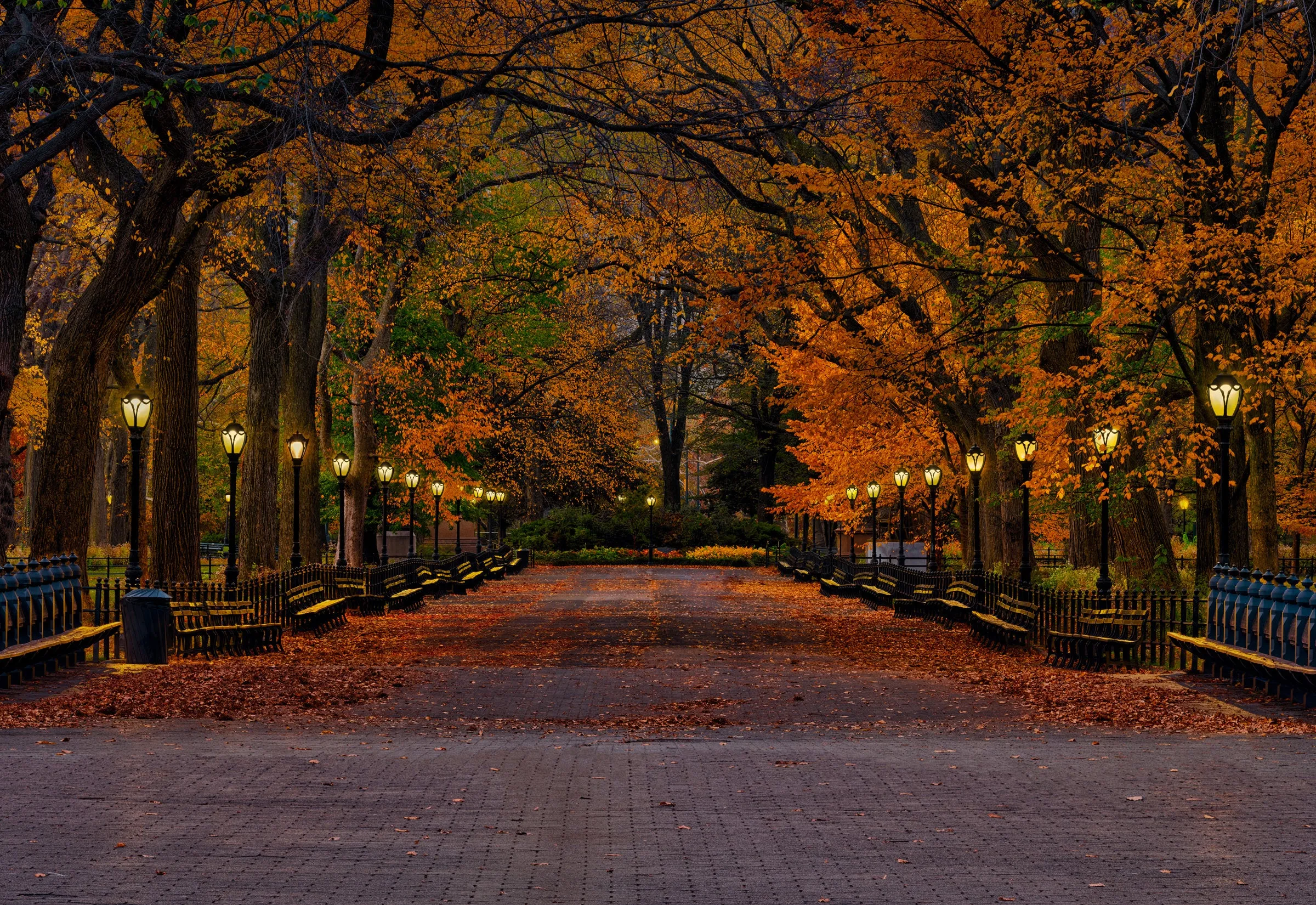 Evening in the Park