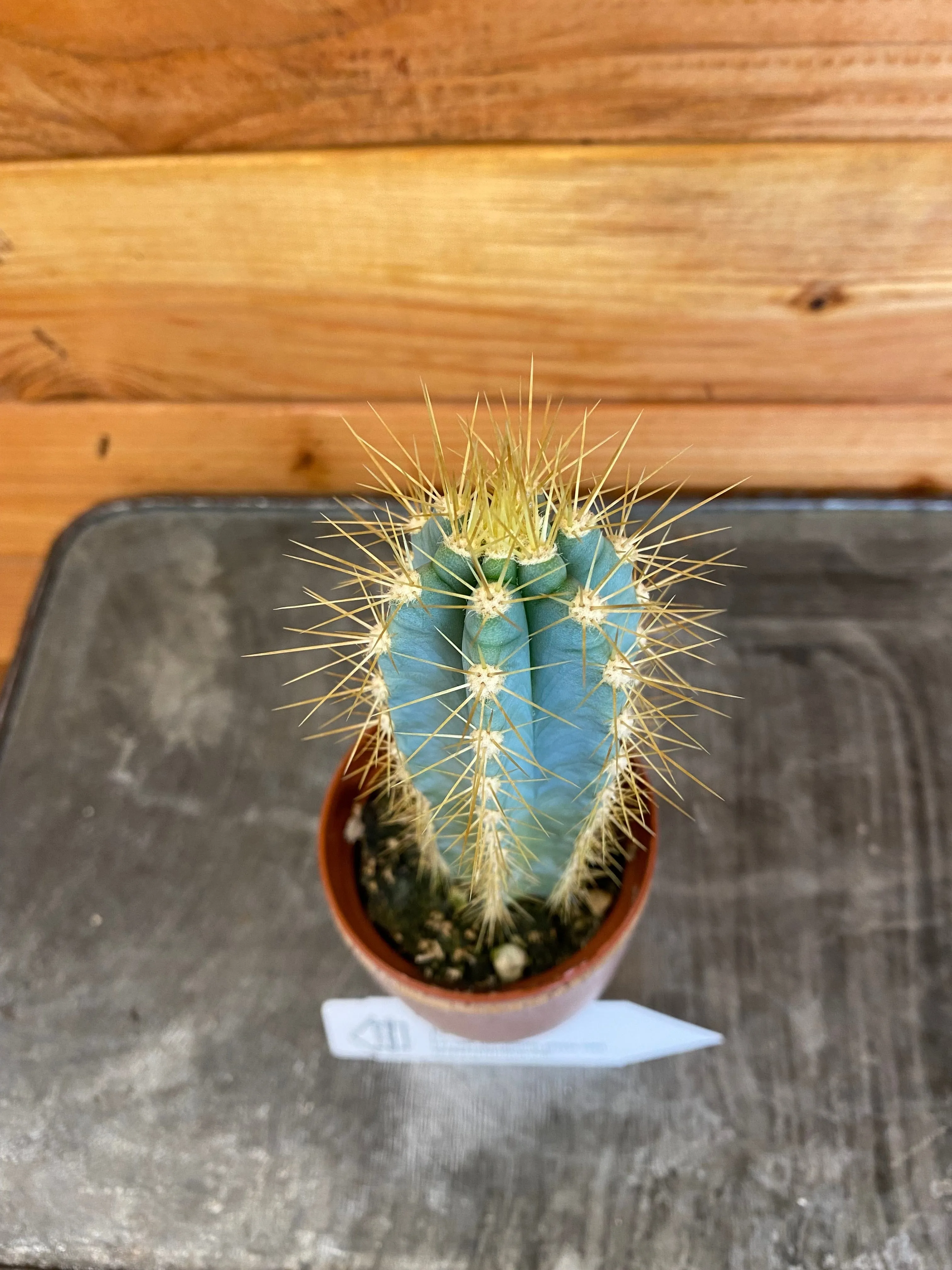 Pilosocereus Pachycladus Azureus, 2" Plant