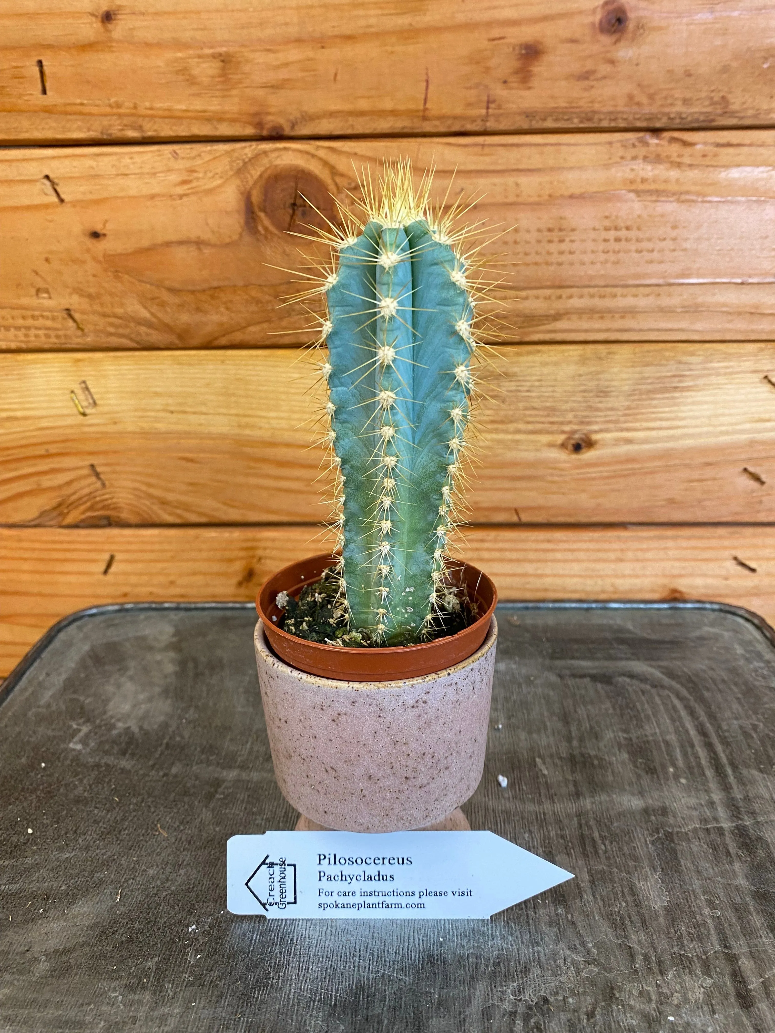 Pilosocereus Pachycladus Azureus, 2" Plant