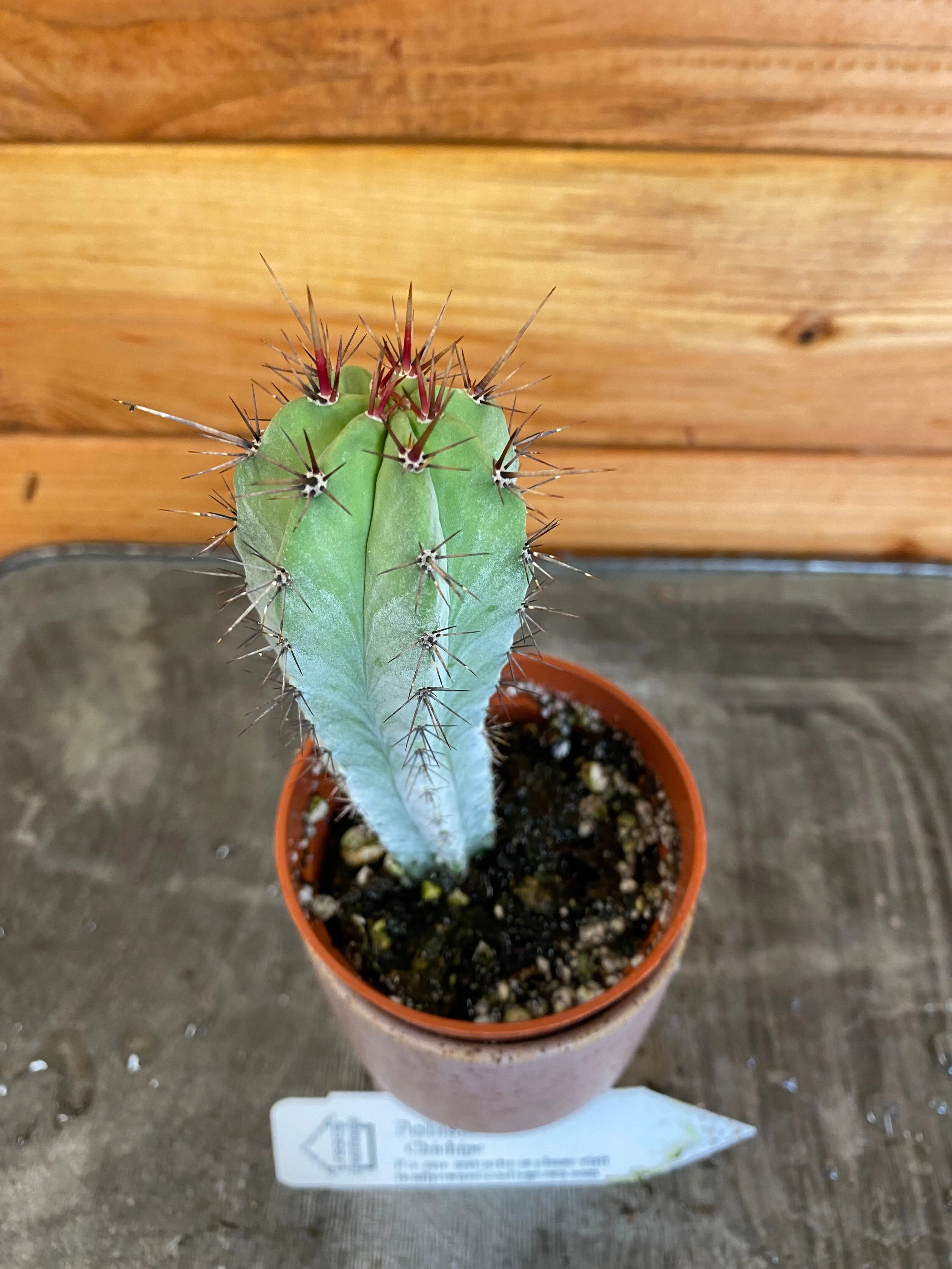 Polaskia Chichipe, 2" Plant