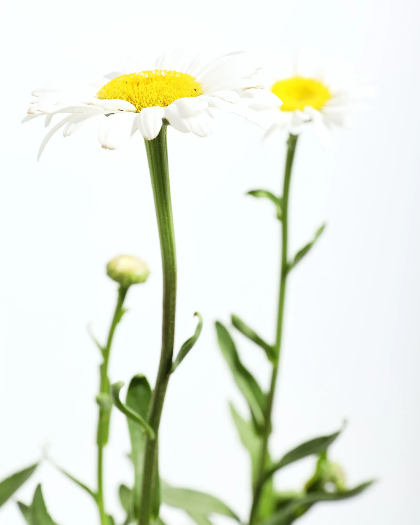 Shasta Daisy 'Becky'