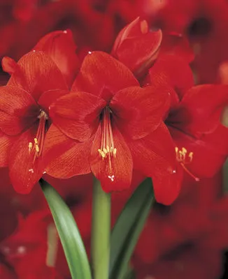 Voluptuous Lion Red Rare Premium Amaryllis Bulbs