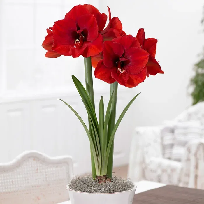 Voluptuous Lion Red Rare Premium Amaryllis Bulbs