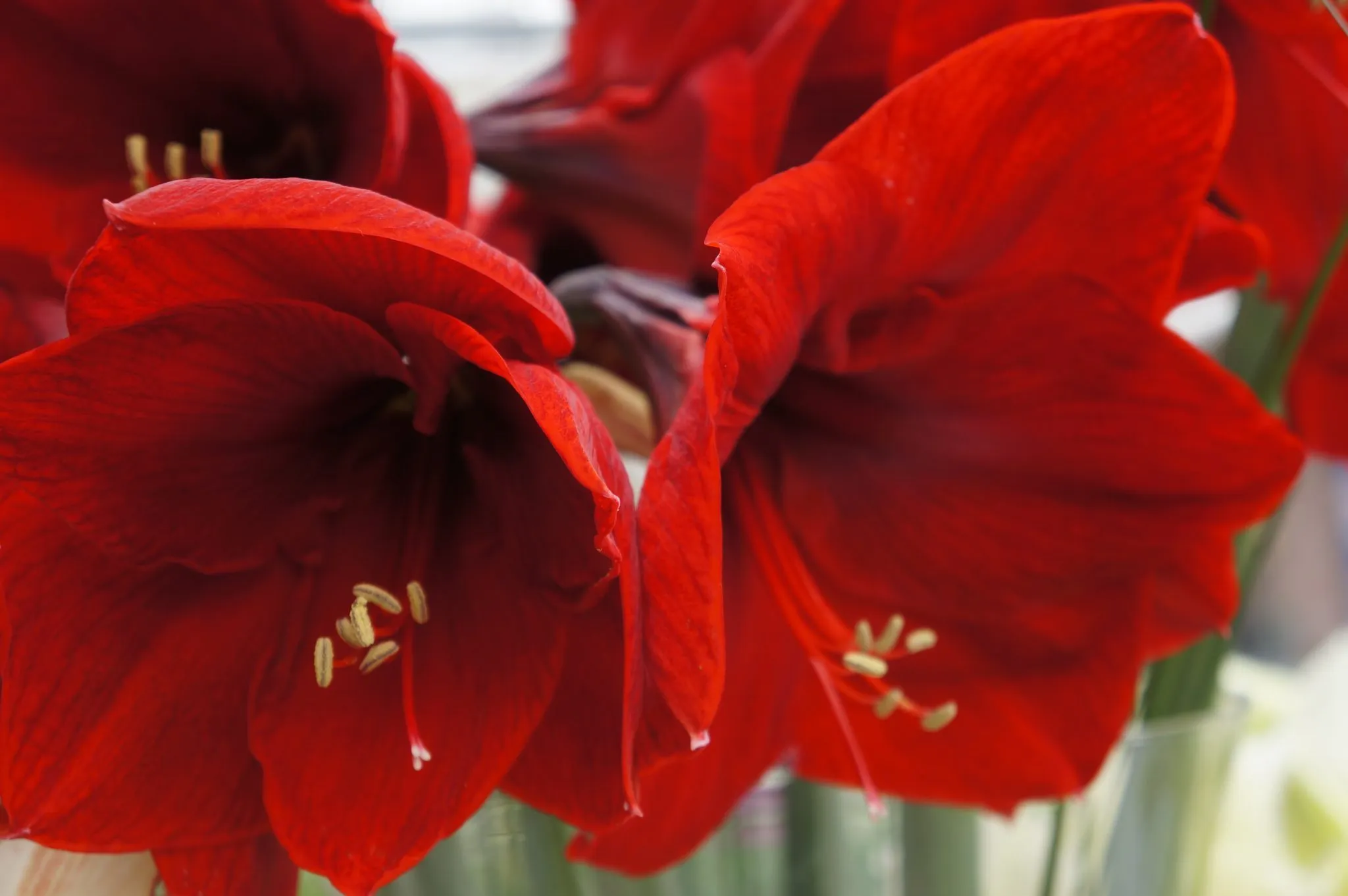 Voluptuous Lion Red Rare Premium Amaryllis Bulbs