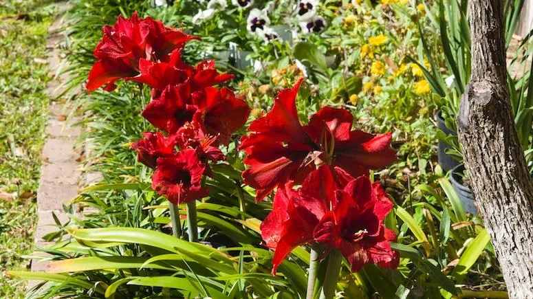 Voluptuous Lion Red Rare Premium Amaryllis Bulbs