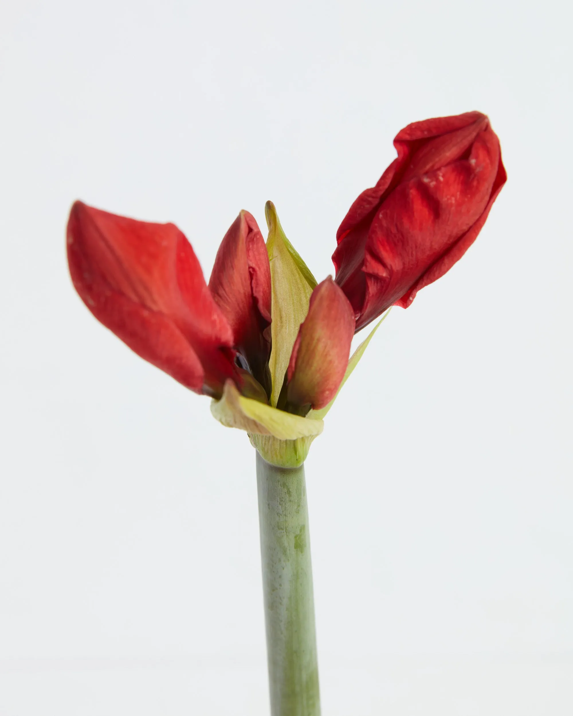 Voluptuous Lion Red Rare Premium Amaryllis Bulbs