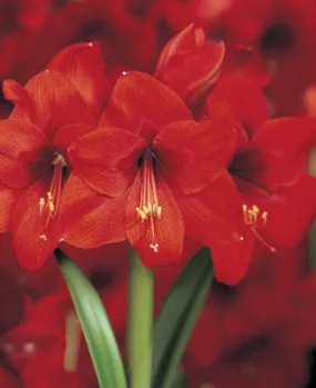 Voluptuous Lion Red Rare Premium Amaryllis Bulbs