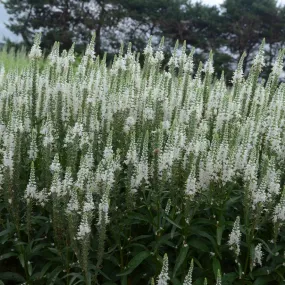 White Wands Spike Speedwell