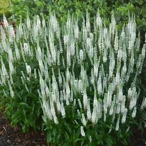 White Wands Spike Speedwell